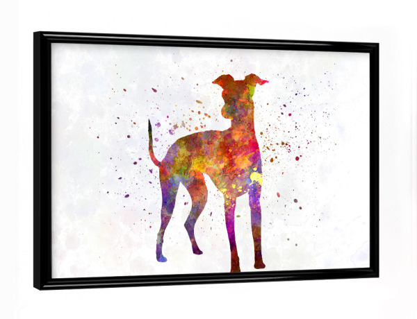 Poster mit schwarzem Rahmen "Italian Greyhound in watercolor" artboxONE - Tiere,Abstrakt
