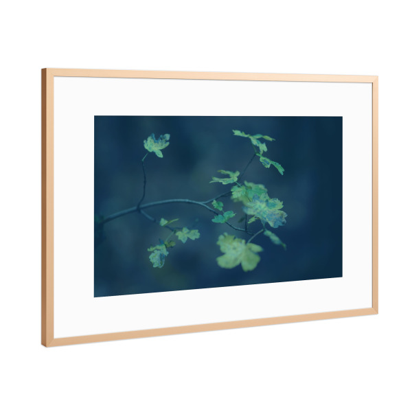 Poster mit Rahmen Kupfer "Gelbe Herbstblätter" artboxONE - Natur