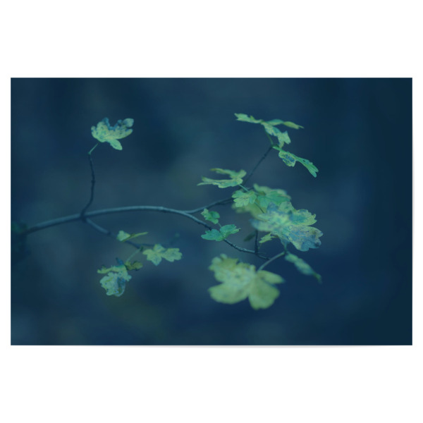 Poster 30x20 cm "Gelbe Herbstblätter" artboxONE - Natur