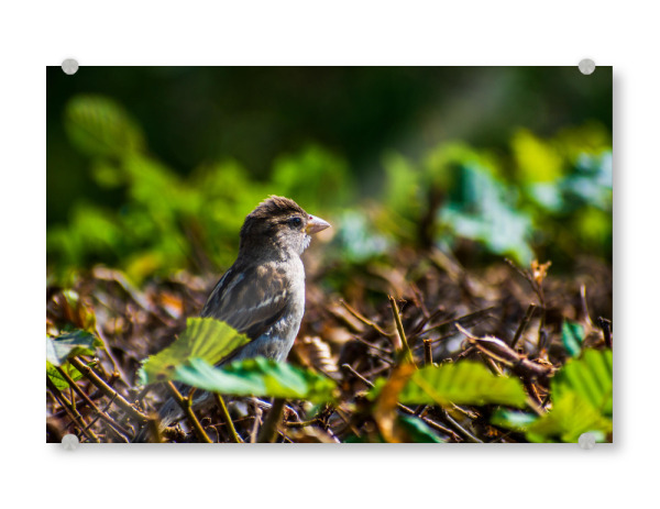 Acrylglasbild "Spatz" artboxONE - Natur,Tiere,Städte / Dresden - Vogel,Tier,Animal,Natur,Nature,Spatz,Bird,Sparrow,Hecke,Laub,Blätter,Grün