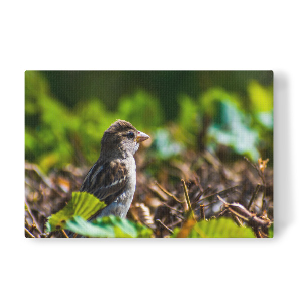 Leinwandbild "Spatz" artboxONE - Natur,Tiere,Städte / Dresden - Vogel,Tier,Animal,Natur,Nature,Spatz,Bird,Sparrow,Hecke,Laub,Blätter,Grün