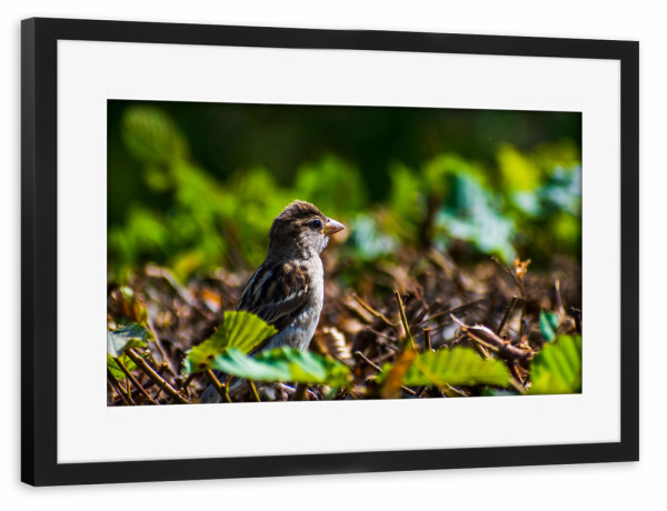 Poster mit Rahmen schwarz "Spatz" artboxONE - Natur,Tiere,Städte / Dresden - Vogel,Tier,Animal,Natur,Nature,Spatz,Bird,Sparrow,Hecke,Laub,Blätter,Grün