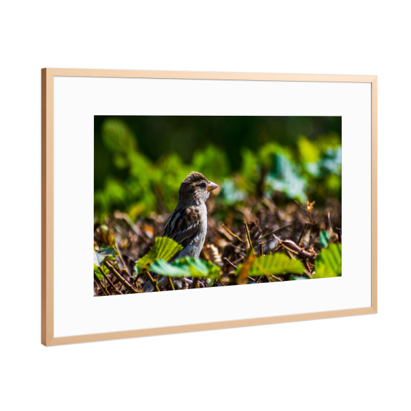 Poster mit Rahmen Kupfer "Spatz" artboxONE - Natur,Tiere,Städte / Dresden - Vogel,Tier,Animal,Natur,Nature,Spatz,Bird,Sparrow,Hecke,Laub,Blätter,Grün