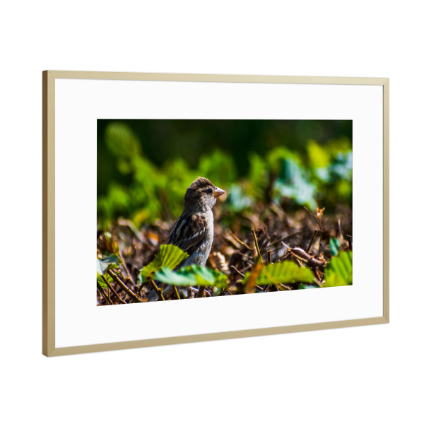 Poster mit Rahmen Gold "Spatz" artboxONE - Natur,Tiere,Städte / Dresden - Vogel,Tier,Animal,Natur,Nature,Spatz,Bird,Sparrow,Hecke,Laub,Blätter,Grün