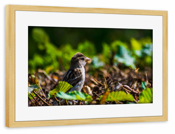 Poster mit Rahmen kiefer "Spatz" artboxONE - Natur,Tiere,Städte / Dresden - Vogel,Tier,Animal,Natur,Nature,Spatz,Bird,Sparrow,Hecke,Laub,Blätter,Grün