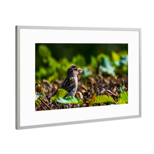 Poster mit Rahmen Silber "Spatz" artboxONE - Natur,Tiere,Städte / Dresden - Vogel,Tier,Animal,Natur,Nature,Spatz,Bird,Sparrow,Hecke,Laub,Blätter,Grün