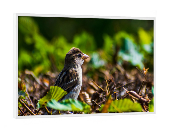 Poster mit weißem Rahmen "Spatz" artboxONE - Natur,Tiere,Städte / Dresden - Vogel,Tier,Animal,Natur,Nature,Spatz,Bird,Sparrow,Hecke,Laub,Blätter,Grün