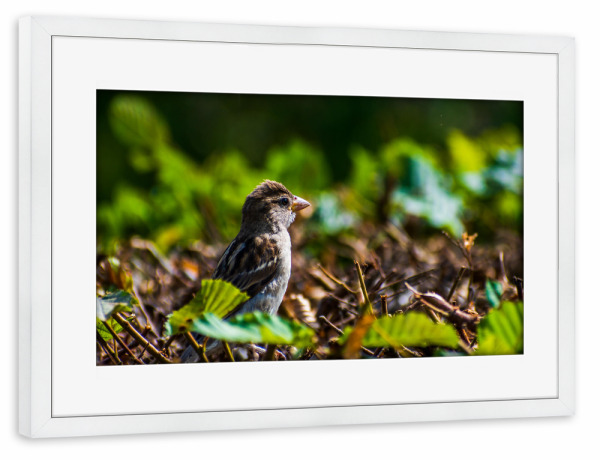 Poster mit Rahmen weiß "Spatz" artboxONE - Natur,Tiere,Städte / Dresden - Vogel,Tier,Animal,Natur,Nature,Spatz,Bird,Sparrow,Hecke,Laub,Blätter,Grün
