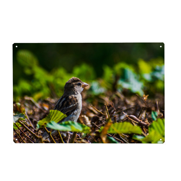 Metall Poster "Spatz" artboxONE - Natur,Tiere,Städte / Dresden - Vogel,Tier,Animal,Natur,Nature,Spatz,Bird,Sparrow,Hecke,Laub,Blätter,Grün