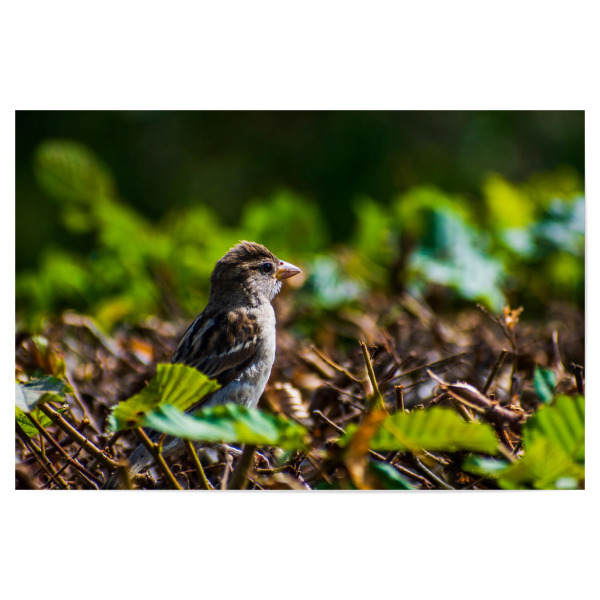 Poster 30x20 cm "Spatz" artboxONE - Natur,Tiere,Städte / Dresden - Vogel,Tier,Animal,Natur,Nature,Spatz,Bird,Sparrow,Hecke,Laub,Blätter,Grün