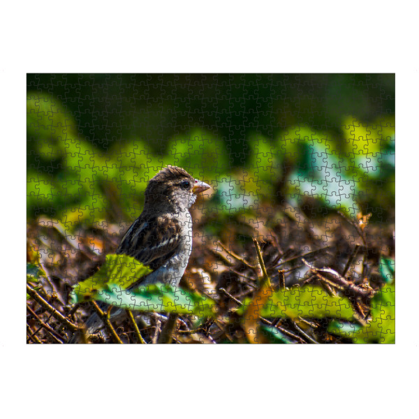 Puzzle Ravensburger "Spatz" artboxONE - Natur,Tiere,Städte / Dresden - Vogel,Tier,Animal,Natur,Nature,Spatz,Bird,Sparrow,Hecke,Laub,Blätter,Grün