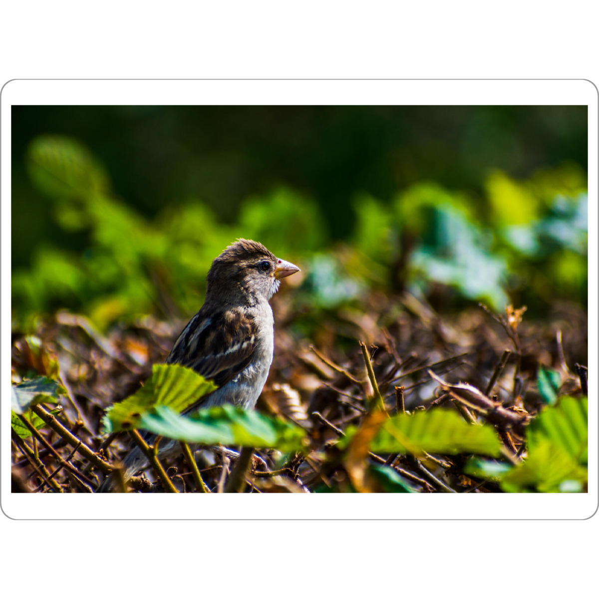 Tischset "Spatz" artboxONE - Natur,Tiere,Städte / Dresden - Vogel,Tier,Animal,Natur,Nature,Spatz,Bird,Sparrow,Hecke,Laub,Blätter,Grün - Bild vogel