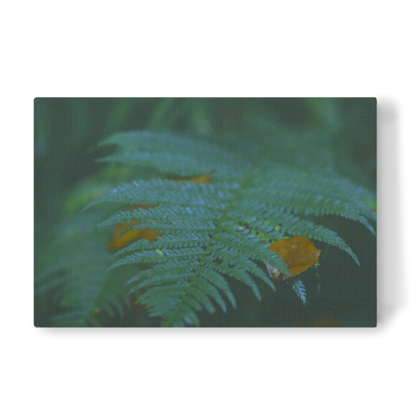 Leinwandbild "Waldfarne" artboxONE - Natur