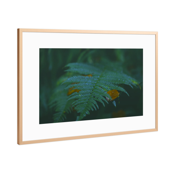 Poster mit Rahmen Kupfer "Waldfarne" artboxONE - Natur