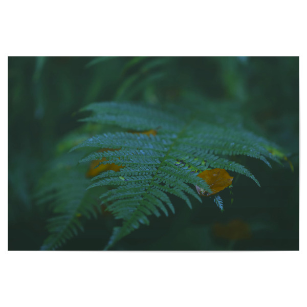 Poster "Waldfarne" artboxONE - Natur