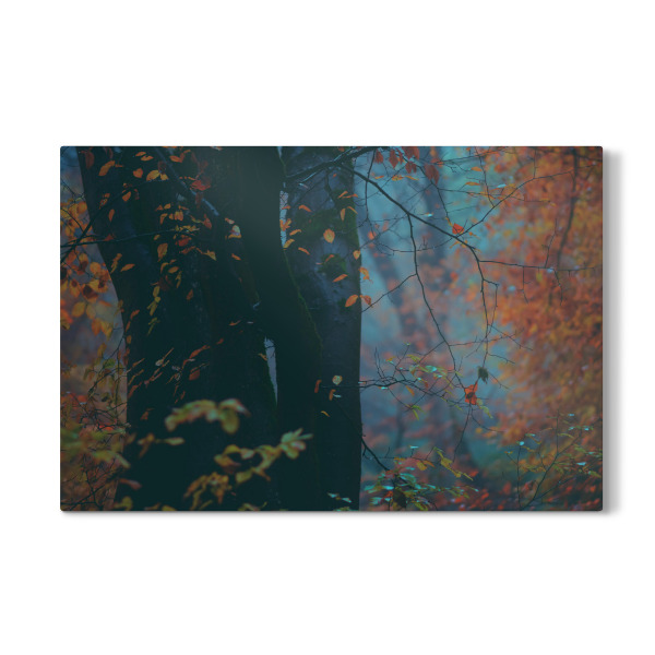 Galerie-Print "Herbstlicher Wald" 30x20 cm artboxONE