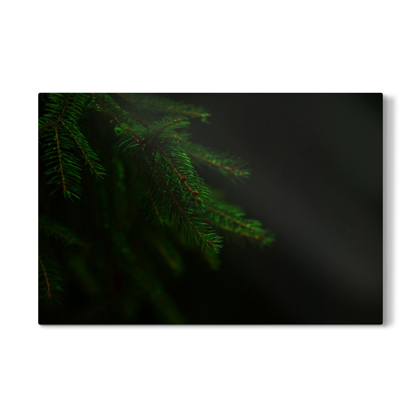 Galerie-Print "Grüne Tannenzweige" 30x20 cm artboxONE