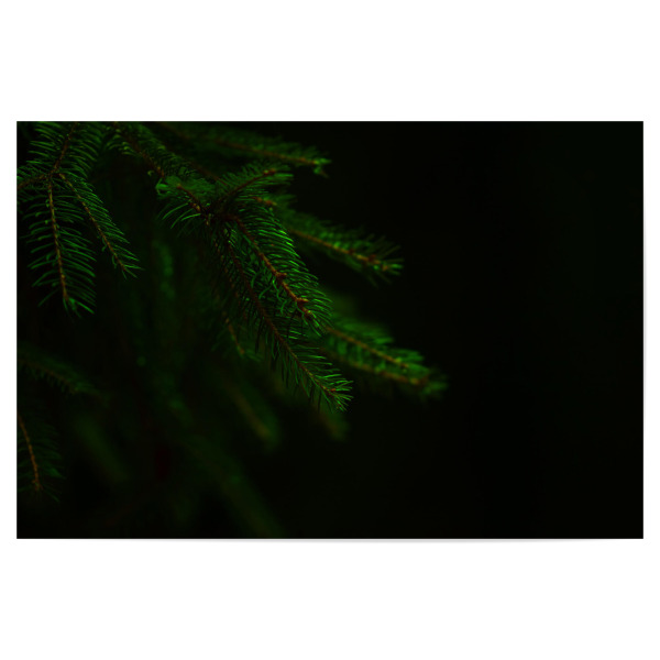 Poster "Grüne Tannenzweige" artboxONE - Natur