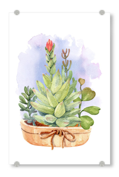 Acrylglasbild "Topf mit Sukkulenten" artboxONE - Natur,Floral - Blume,Blüte,Topf,Ton,Grün,Flora,Pflanze,Plant,Flower,Blumen