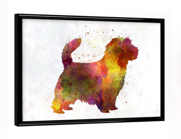 Poster mit schwarzem Rahmen "Norfolk Terrier in watercolor" artboxONE - Tiere,Abstrakt