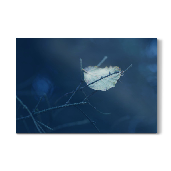 Galerie-Print "Einzelnes Herbstblatt" 30x20 cm artboxONE