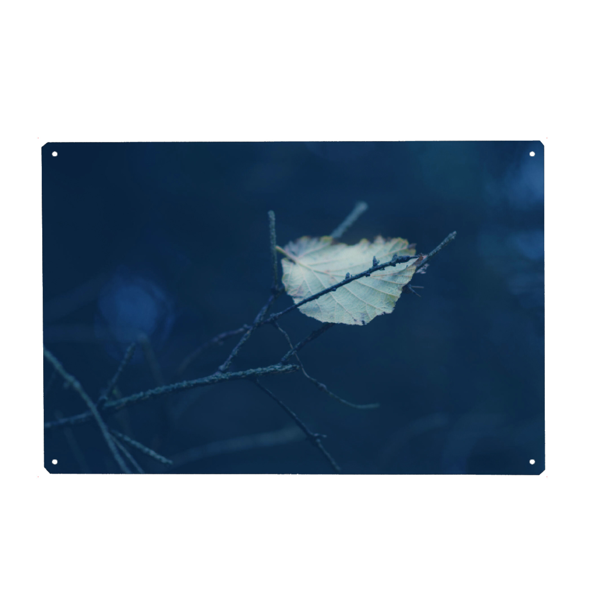 Metall Poster "Einzelnes Herbstblatt" artboxONE - Natur