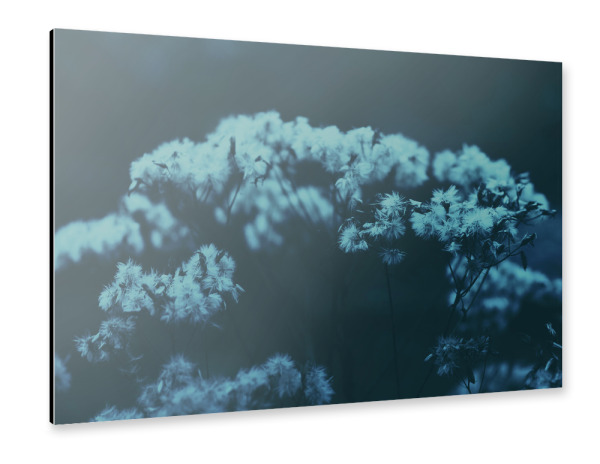 Alu-Dibond "Pflanze am Waldrand" 30x20 cm artboxONE