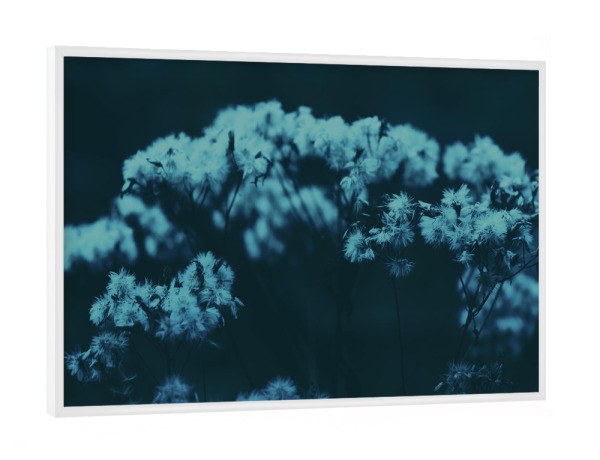 Poster mit weißem Rahmen "Pflanze am Waldrand" artboxONE - Natur,Floral