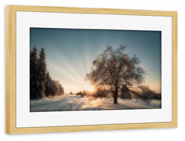 Poster mit Rahmen kiefer "Winter Sonne" artboxONE - Natur,Floral