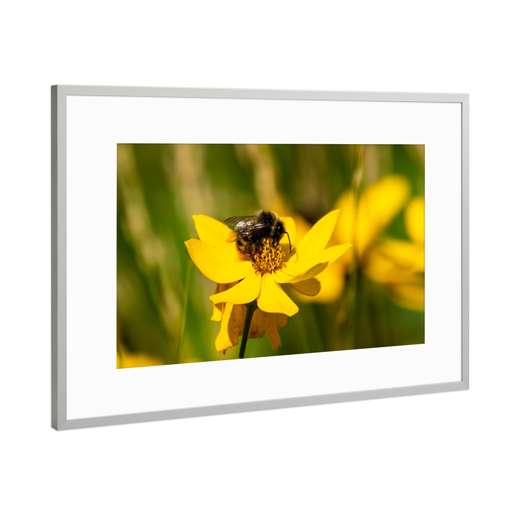 Poster mit Rahmen Silber "Hummel auf gelber Blume" artboxONE - Natur,Floral,Tiere