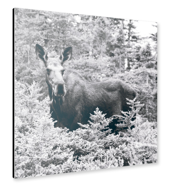 Alu-Dibond "Elch Schwarzweiß" 30x30 cm artboxONE
