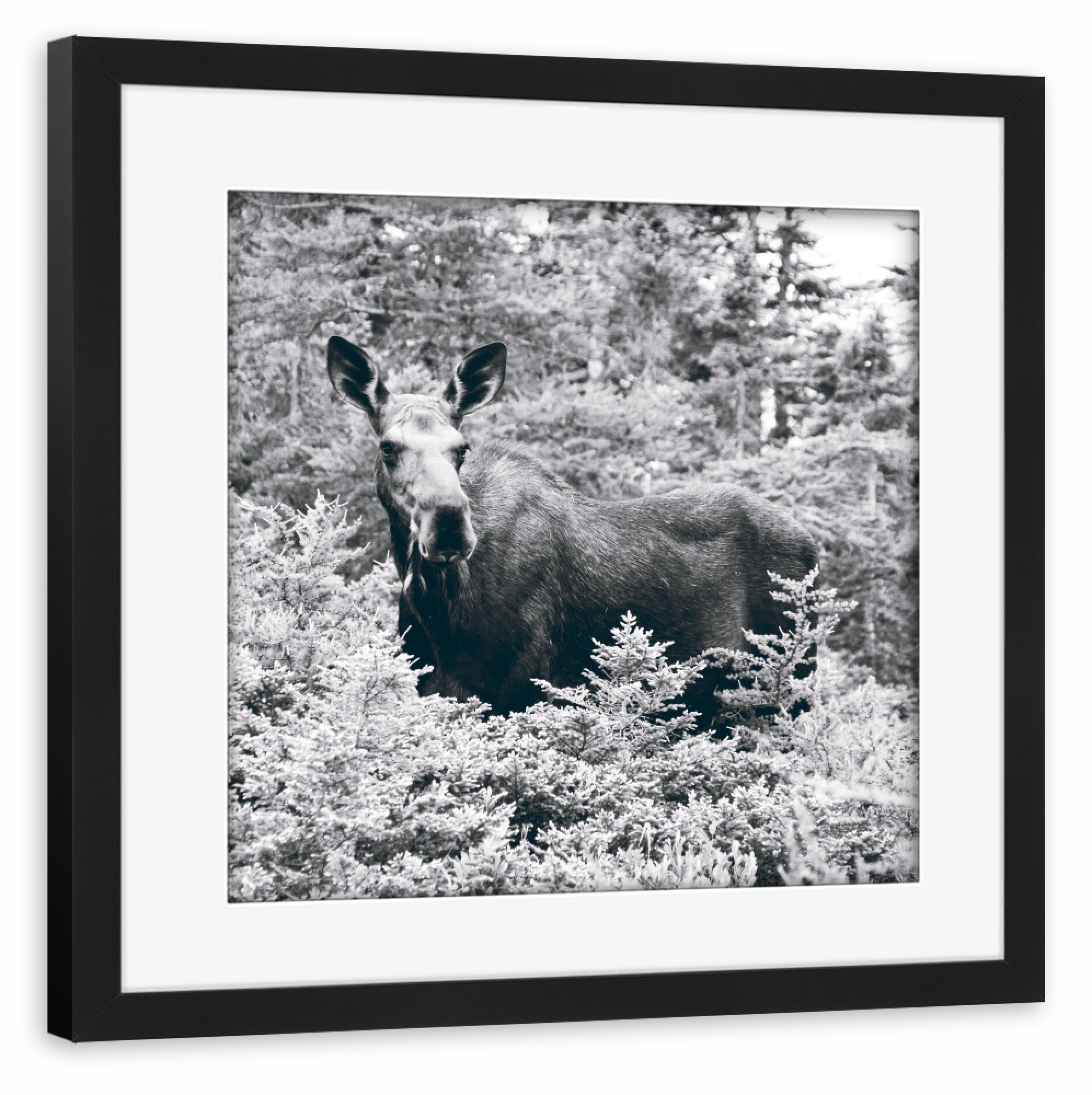 Poster mit Rahmen schwarz "Elch Schwarzweiß" artboxONE - Natur,Tiere - Elch,Schwarzweiß,Schwarzweiss,Moose,Tier,Animal,Blackandwhite,Natur,Nature