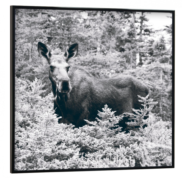 Poster mit schwarzem Rahmen 30x30 cm "Elch Schwarzweiß" artboxONE - Natur,Tiere