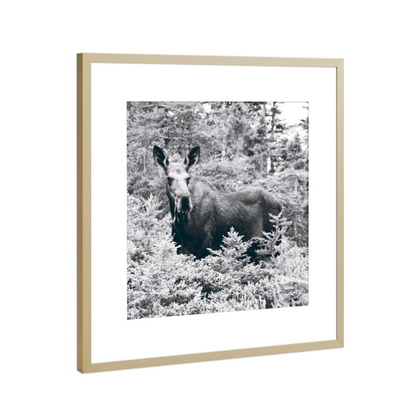 Poster mit Rahmen Gold "Elch Schwarzweiß" artboxONE - Natur,Tiere - Elch,Schwarzweiß,Schwarzweiss,Moose,Tier,Animal,Blackandwhite,Natur,Nature