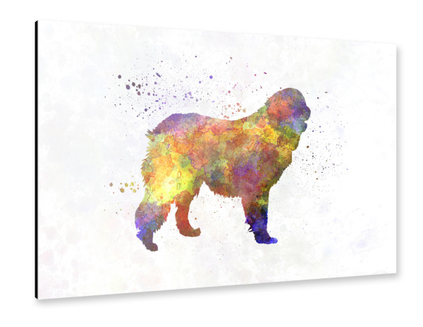 Alu-Dibond "Leonberger in watercolor" 30x20 cm artboxONE
