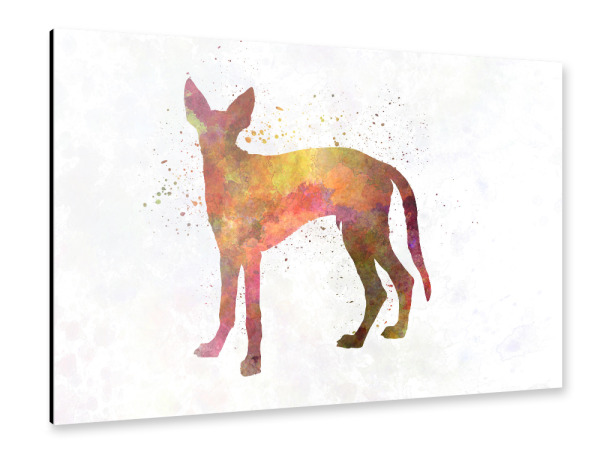 Alu-Dibond "Ibiza Hound in watercolor" 30x20 cm artboxONE