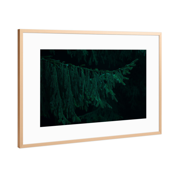 Poster mit Rahmen Kupfer "Grüner Tannenzweig" artboxONE - Natur