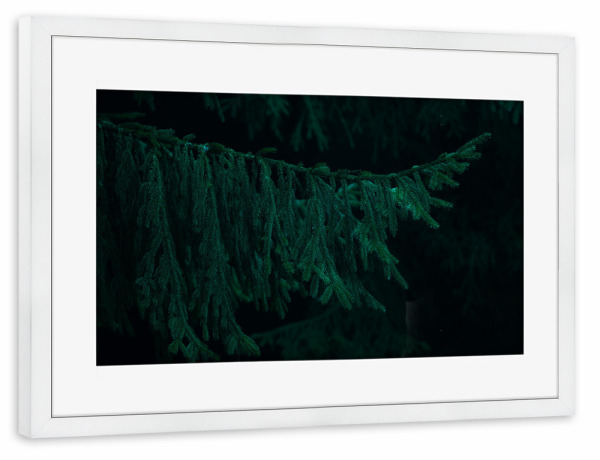 Poster mit Rahmen weiß "Grüner Tannenzweig" artboxONE - Natur