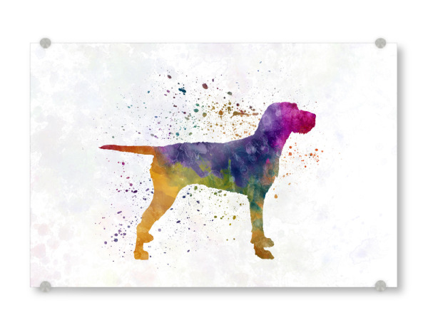 Acrylglasbild "Hungarian Wirehaired Vizsla" artboxONE - Tiere,Abstrakt