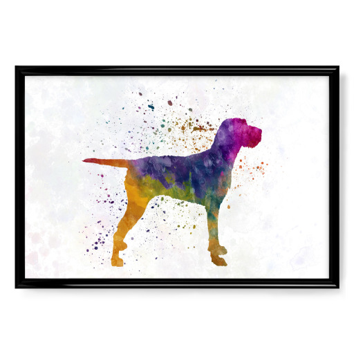 Hungarian Wirehaired Vizsla