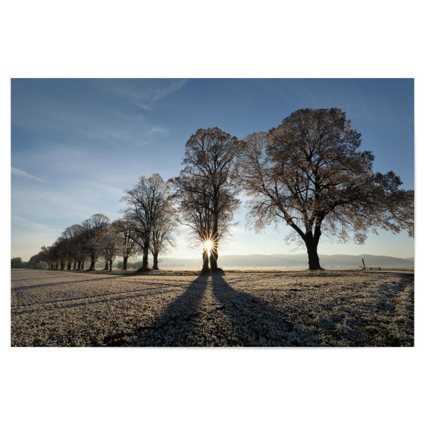 Poster 30x20 cm "Allee im Winter" artboxONE - Natur