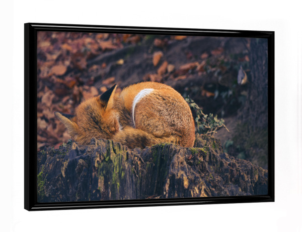 Poster mit schwarzem Rahmen "Müder Fuchs" artboxONE - Natur,Tiere