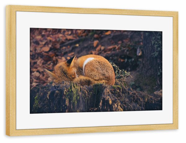 Poster mit Rahmen kiefer "Müder Fuchs" artboxONE - Natur,Tiere