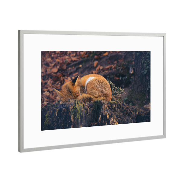 Poster mit Rahmen Silber "Müder Fuchs" artboxONE - Natur,Tiere