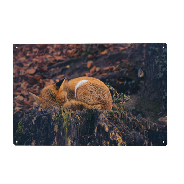 Metall Poster "Müder Fuchs" artboxONE - Natur,Tiere