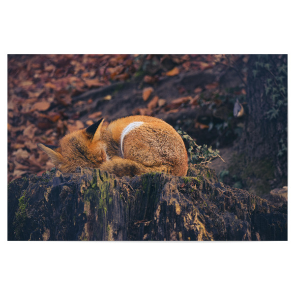 Poster 30x20 cm "Müder Fuchs" artboxONE - Natur,Tiere