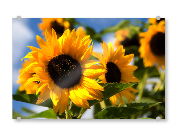 Acrylglasbild "Typisch Sommer" artboxONE - Floral