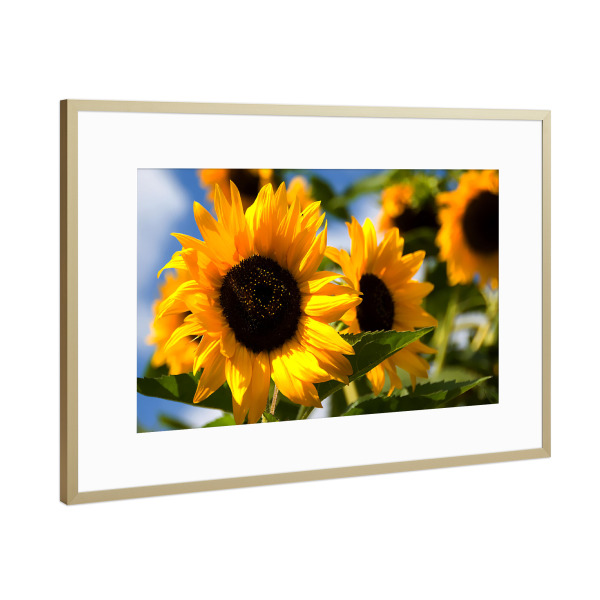 Poster mit Rahmen Gold "Typisch Sommer" artboxONE - Floral