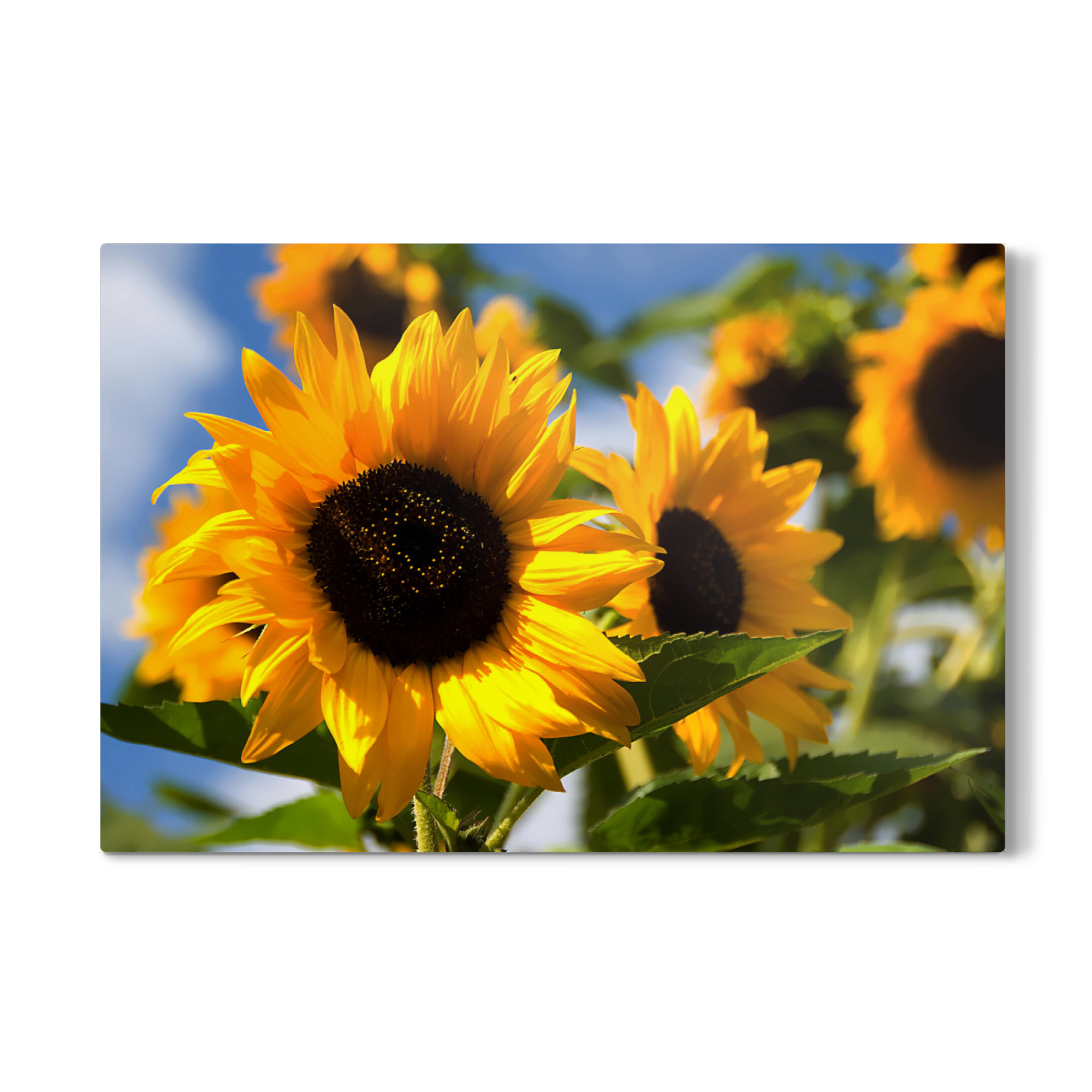 Galerie-Print "Typisch Sommer" 30x20 cm artboxONE