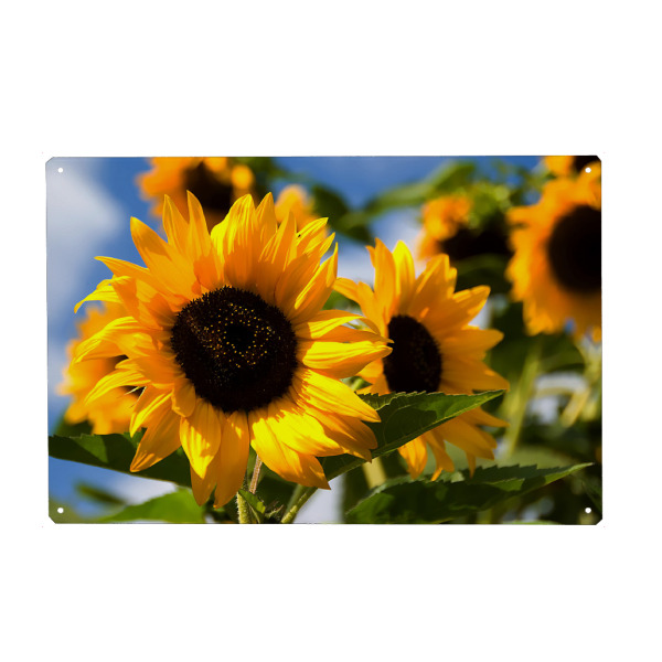 Holzbild "Typisch Sommer" artboxONE - Floral